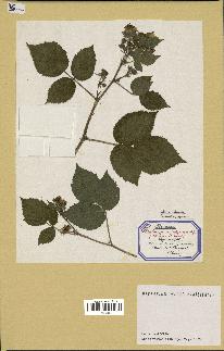 spécimen de Rubus granulatus