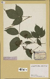 spécimen de Rubus hebecaulis