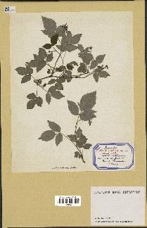 spécimen de Rubus idaeus