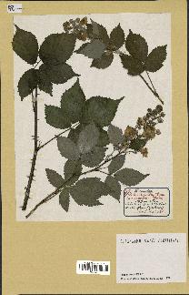 spécimen de Rubus candicans