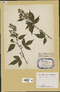 spécimen de Rubus candicans