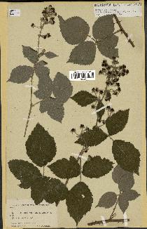 spécimen de Rubus virgultorum