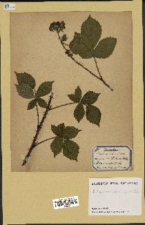 spécimen de Rubus divaricatus