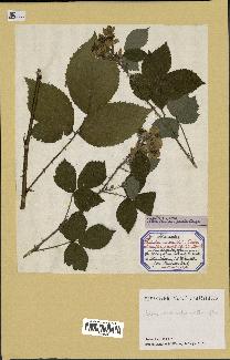 spécimen de Rubus divaricatus