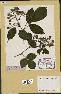 spécimen de Rubus foliosus