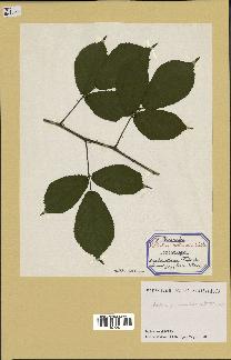 spécimen de Rubus glandulosus