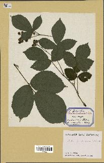 spécimen de Rubus glandulosus