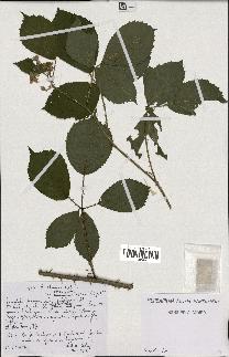 spécimen de Rubus obscurus