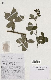 spécimen de Rubus argenteus