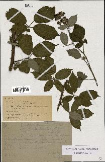 spécimen de Rubus argenteus