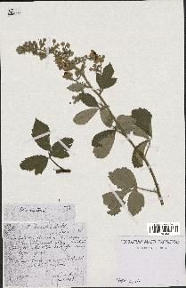 spécimen de Rubus tomentosus