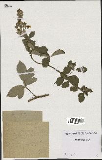 spécimen de Rubus tomentosus