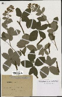 spécimen de Rubus tomentosus