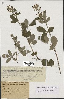 spécimen de Rubus tomentosus