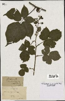 spécimen de Rubus serpens