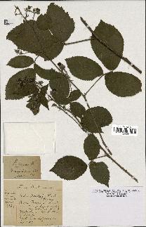 spécimen de Rubus serpens