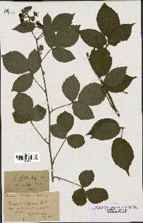 spécimen de Rubus schleicheri