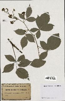 spécimen de Rubus flaccidus