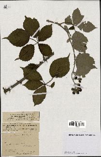 spécimen de Rubus pubescens