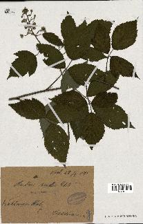 spécimen de Rubus rudis