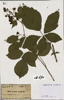 spécimen de Rubus schlechtendalii