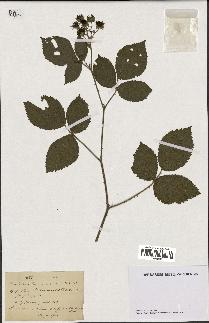 spécimen de Rubus schlechtendalii