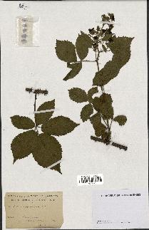 spécimen de Rubus pyramidalis