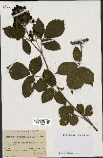 spécimen de Rubus pyramidalis