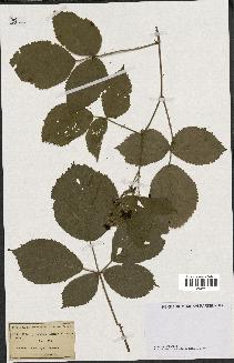 spécimen de Rubus pyramidalis