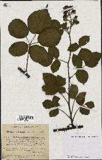 spécimen de Rubus pyramidalis