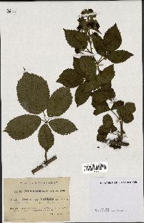 spécimen de Rubus pyramidalis