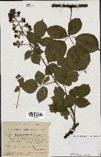 spécimen de Rubus pyramidalis