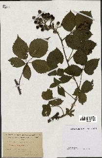 spécimen de Rubus pyramidalis