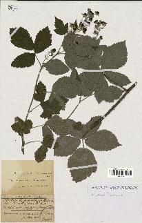 spécimen de Rubus thyrsanthus