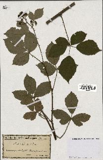 spécimen de Rubus danicus