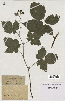 spécimen de Rubus nemoralis