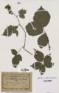 spécimen de Rubus vespicum