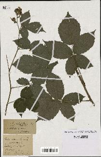 spécimen de Rubus sulcatiformis