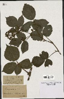 spécimen de Rubus hirtus