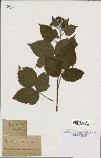 spécimen de Rubus hirtus