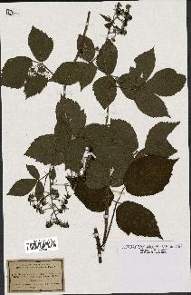 spécimen de Rubus mucronipetalus