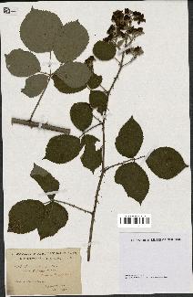 spécimen de Rubus hedycarpus