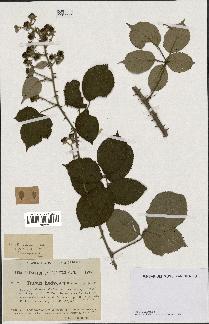 spécimen de Rubus hedycarpus