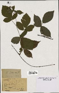 spécimen de Rubus schleicheri