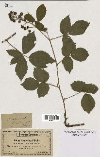 spécimen de Rubus schleicheri