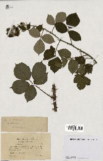 spécimen de Rubus vulnerificus