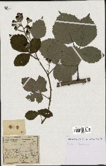 spécimen de Rubus thyrsanthus