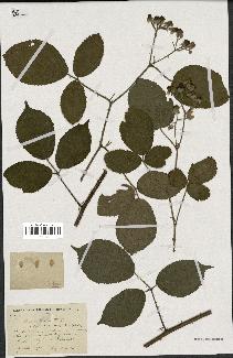 spécimen de Rubus hirtus