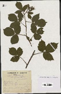 spécimen de Rubus hirtus