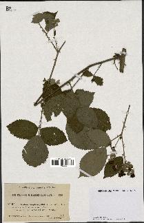 spécimen de Rubus longicuspidatus